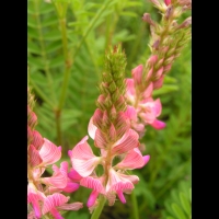 Sainfoin cultive, Onobrychis viciifolia (fam Papilionacees) (Europe, Asie occidentale) (3)
